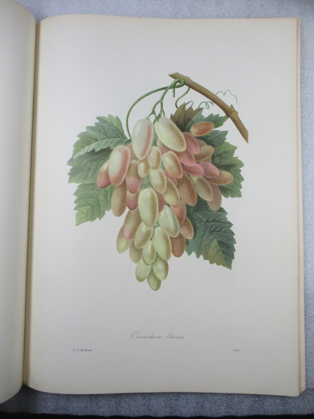Pierre Joseph Redoute Fruits and Flowers – Ariel Press 1955 – 24 Large Plates
