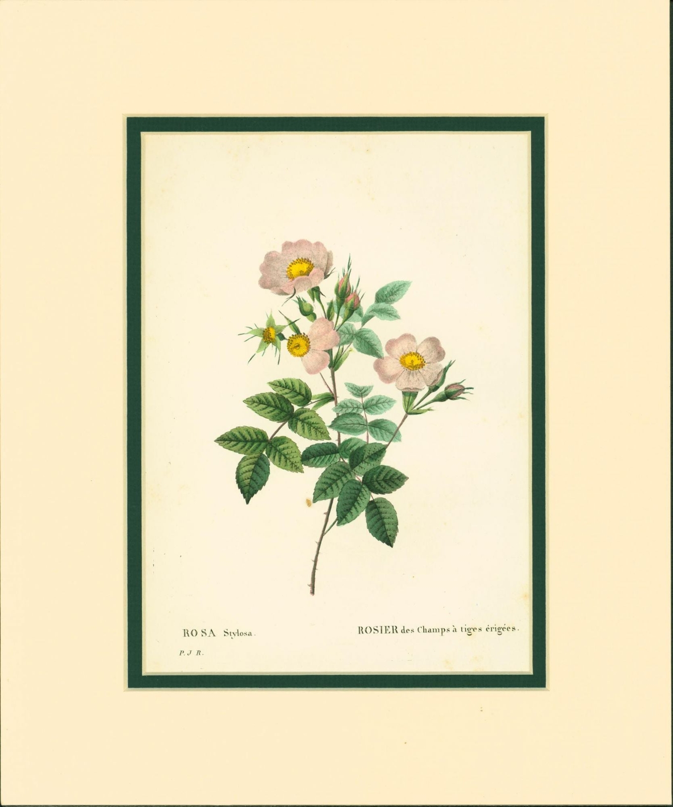 Pierre-Joseph Redoute / Rosa stylosa Short-styled field rose 1822 #206645