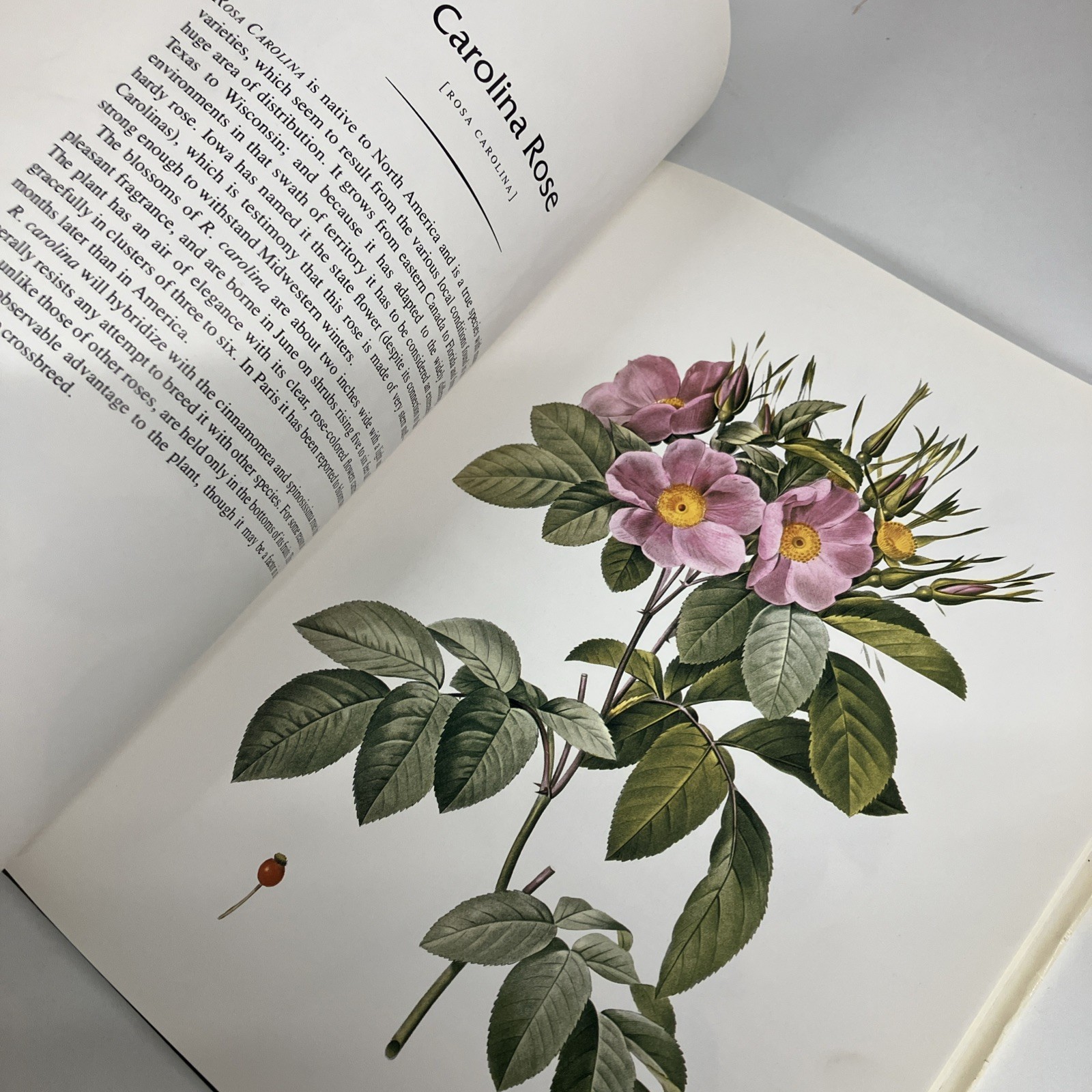 THE COMPLETE BOOK OF 169 REDOUTE ROSES By Pierre Joseph Redoute – Hardcover