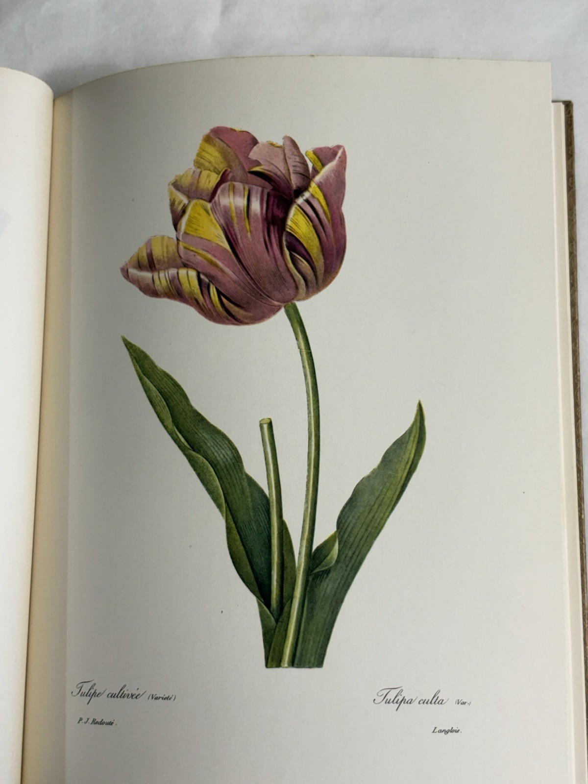 Redoute’s Fruits and Flowers No 4 1964 First Ed Golden Ariels Beautiful Plates
