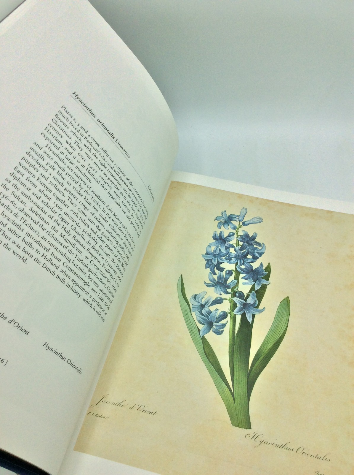 REDOUTE’S FAIREST FLOWERS – Martyn Rix and William T. Stearn – 1987 -illustrated