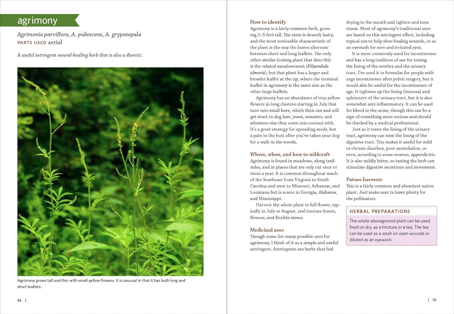 Southeast Medicinal Plants: Identify, Harvest, and Use 106 Wild Herbs for Health