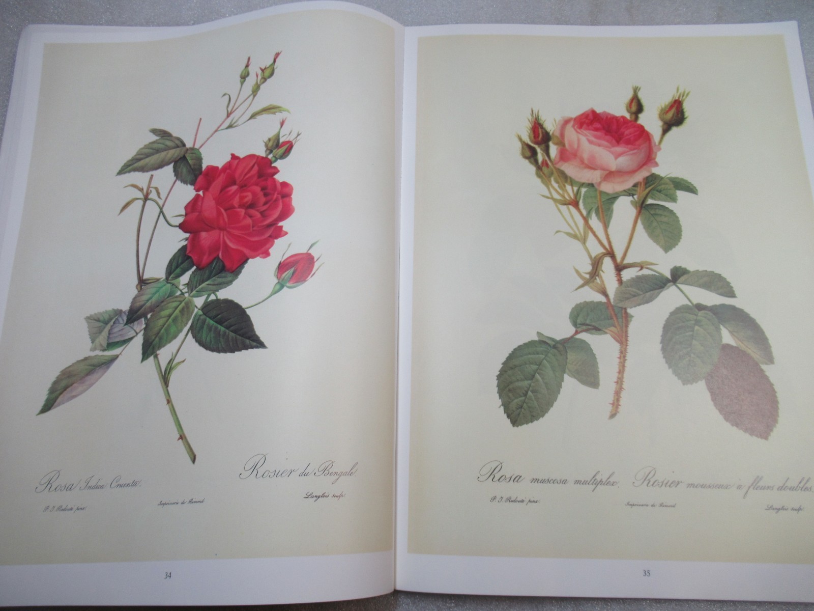 Pierre Joseph Redoute ROSEN – German Book of ROSE Paintings 1991 PB