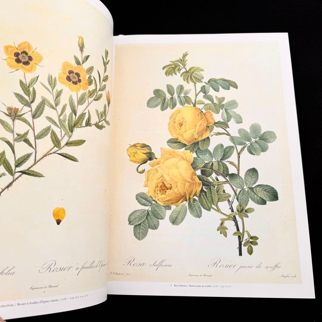 Pierre-Joseph Redoute Les Roses Botanical Art Book Rare 2008 Excellent