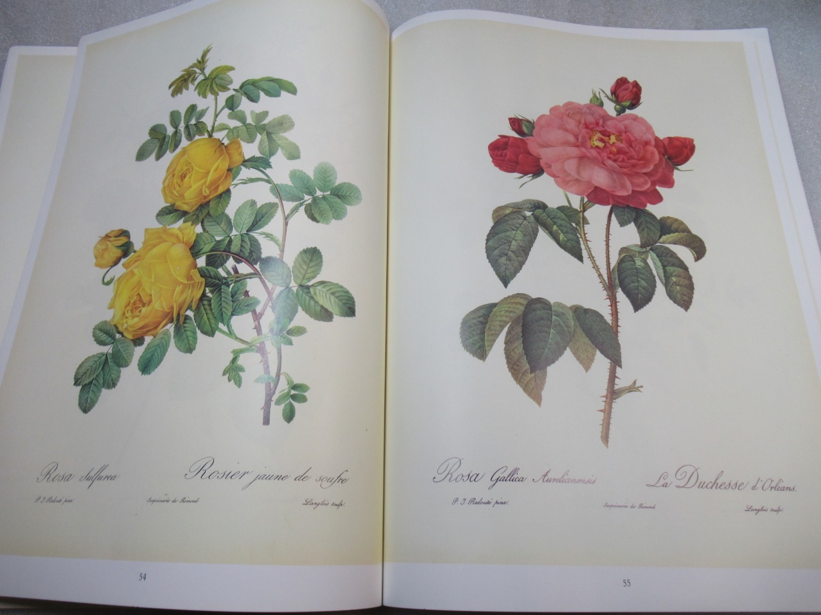 Pierre Joseph Redoute ROSEN – German Book of ROSE Paintings 1991 PB