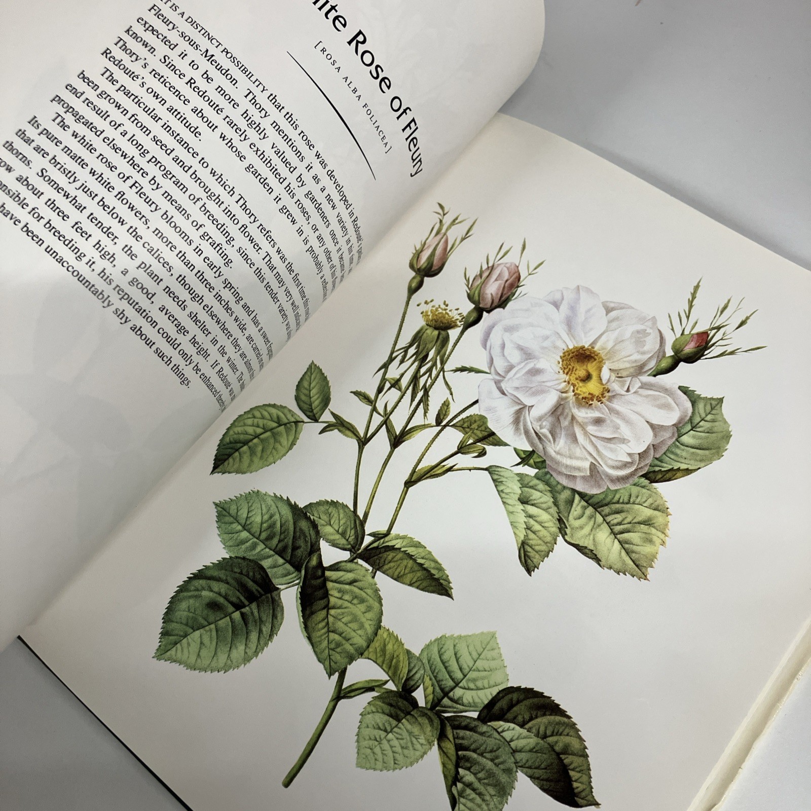 THE COMPLETE BOOK OF 169 REDOUTE ROSES By Pierre Joseph Redoute – Hardcover