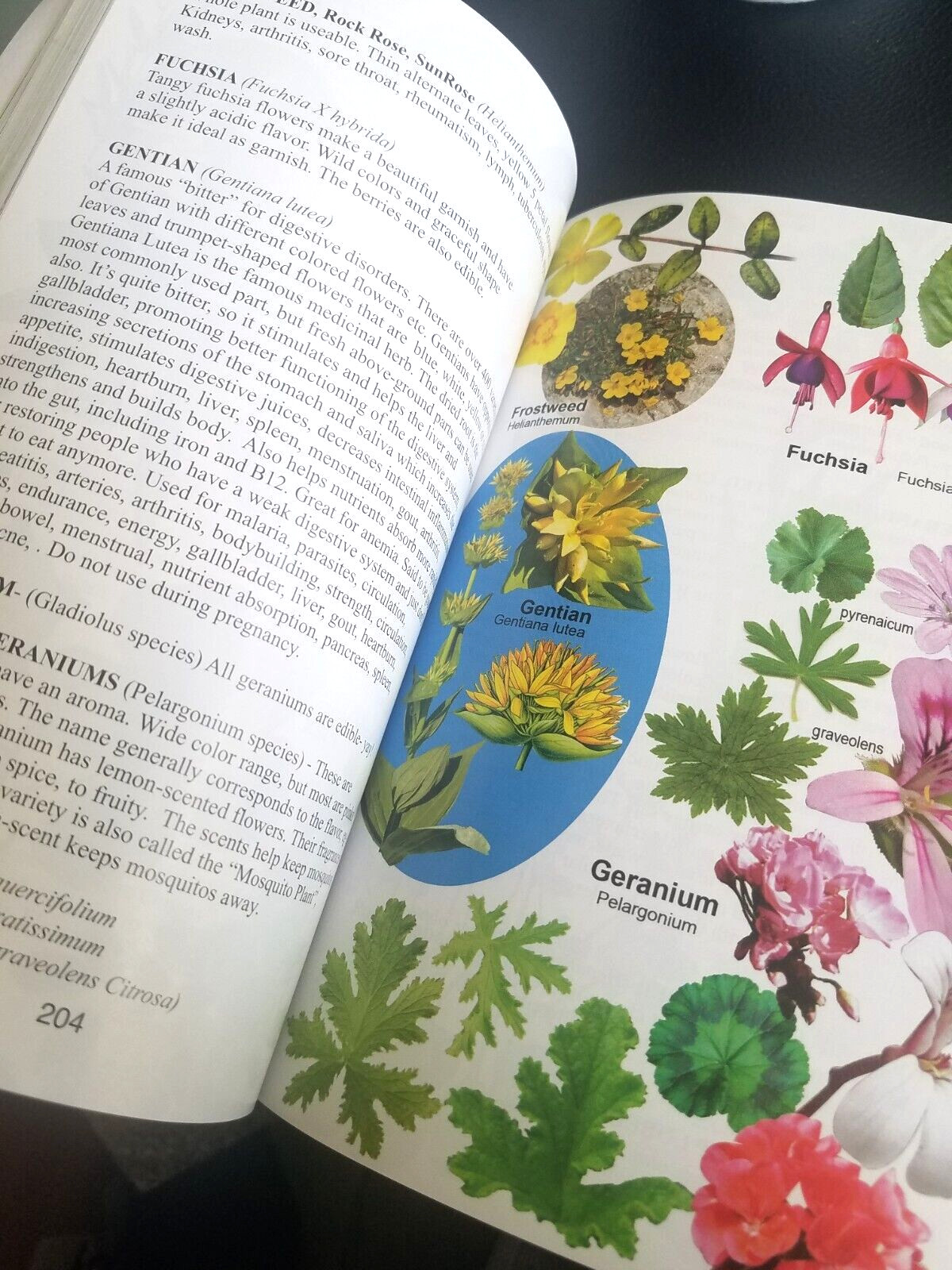 Free Food and Medicine Worldwide Edible Plant Weeds Guide Markus Rothkranz 480p