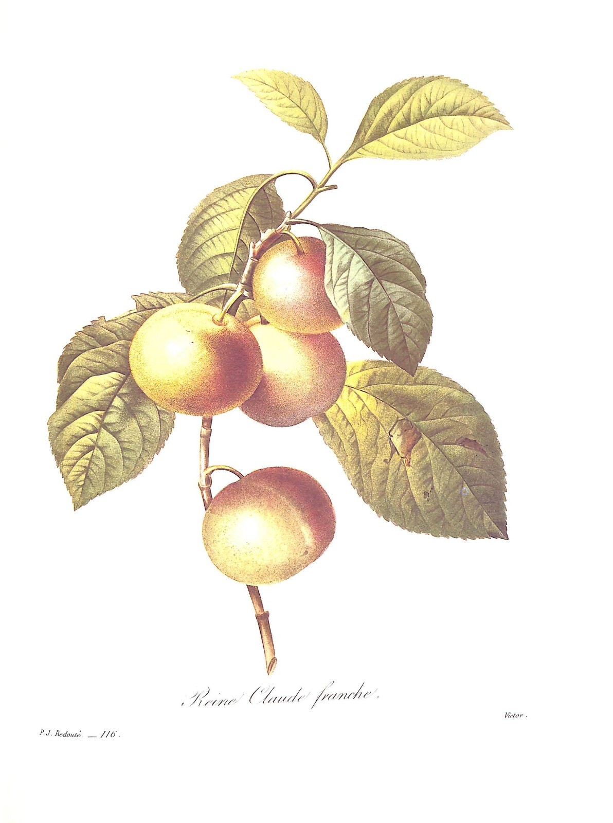 “Pierre Joseph Redoute The Most Beautiful Flowers” 1991 REDOUTE, Pierre Joseph