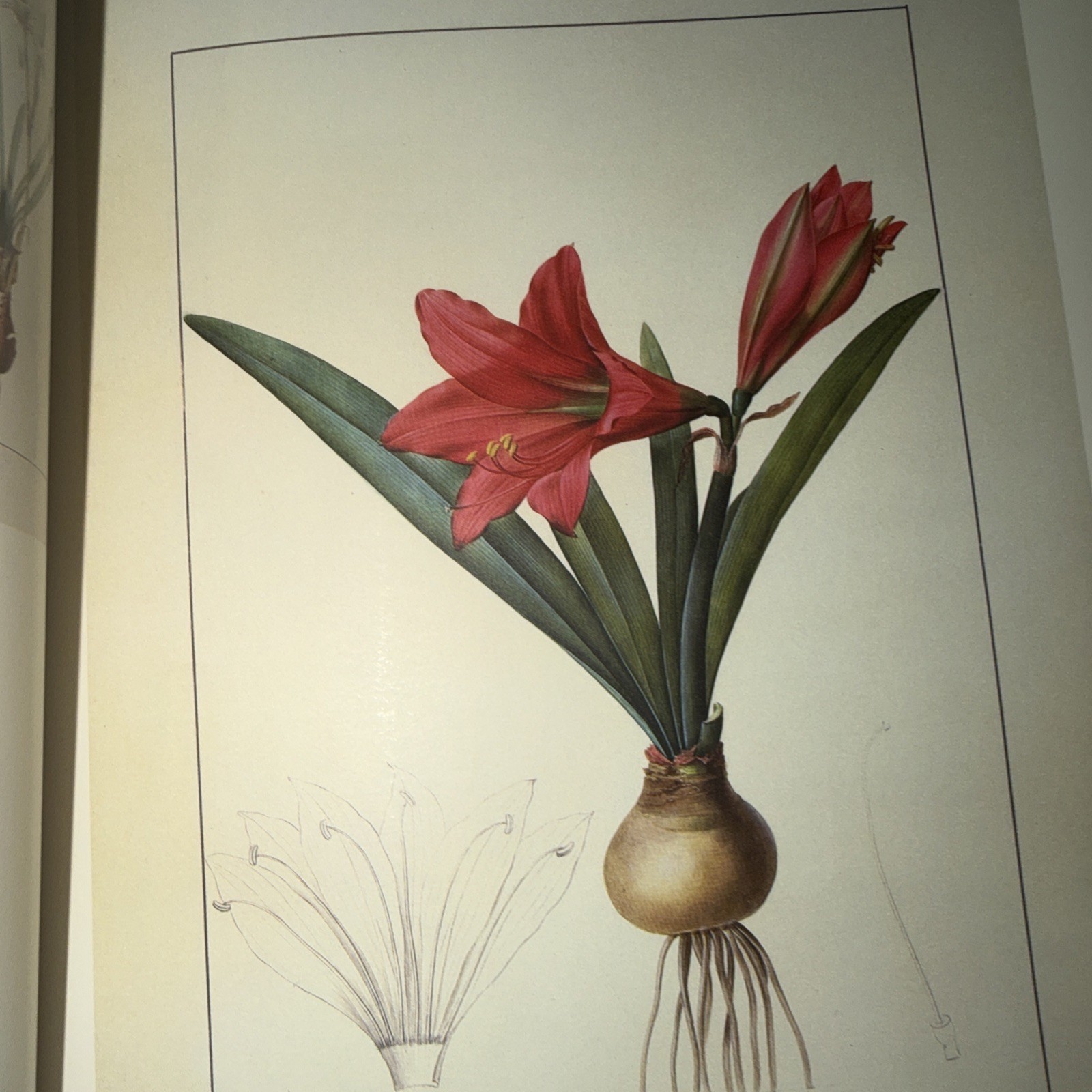 Pierre-Joseph Redoute’s Liliacees 1985 Sotheby’s New York