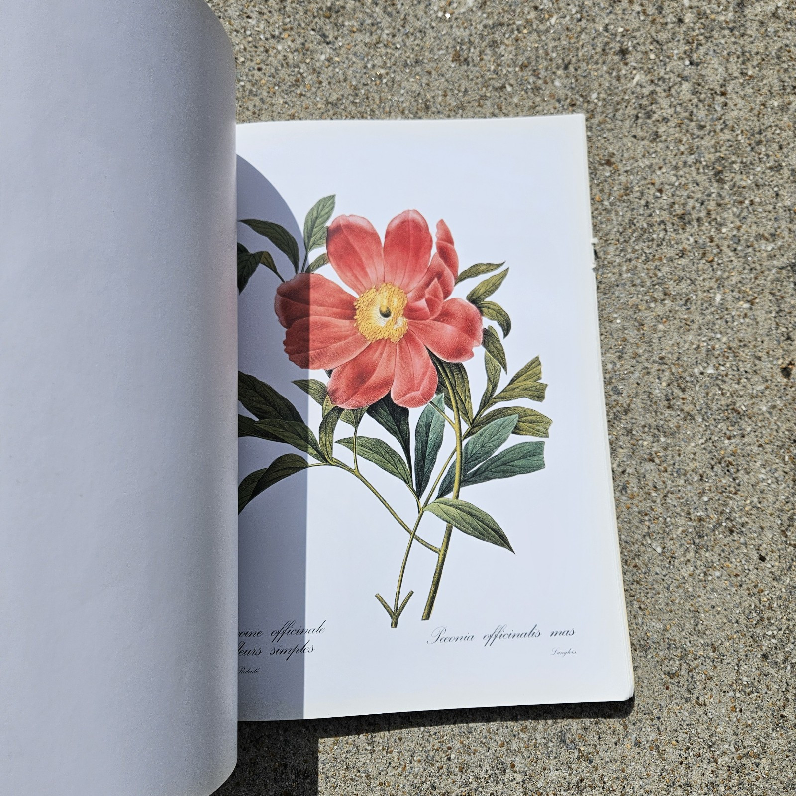 Fleurs – Pierre-Joseph Red… –