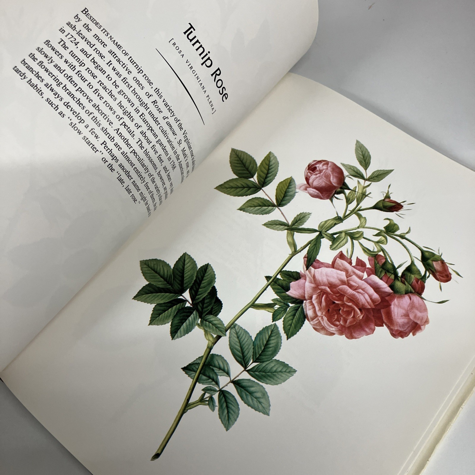 THE COMPLETE BOOK OF 169 REDOUTE ROSES By Pierre Joseph Redoute – Hardcover