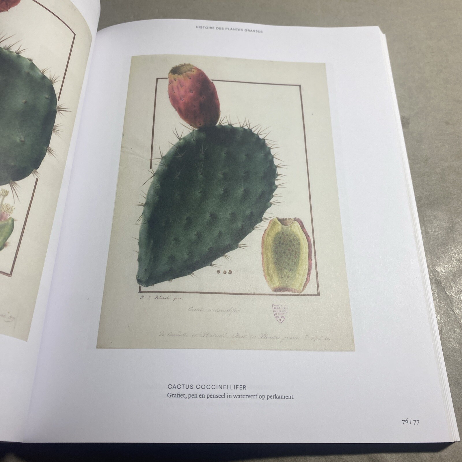 Pierre-Joseph Redoute, Botanisch Tekenaar voor het Franse hof / MUN