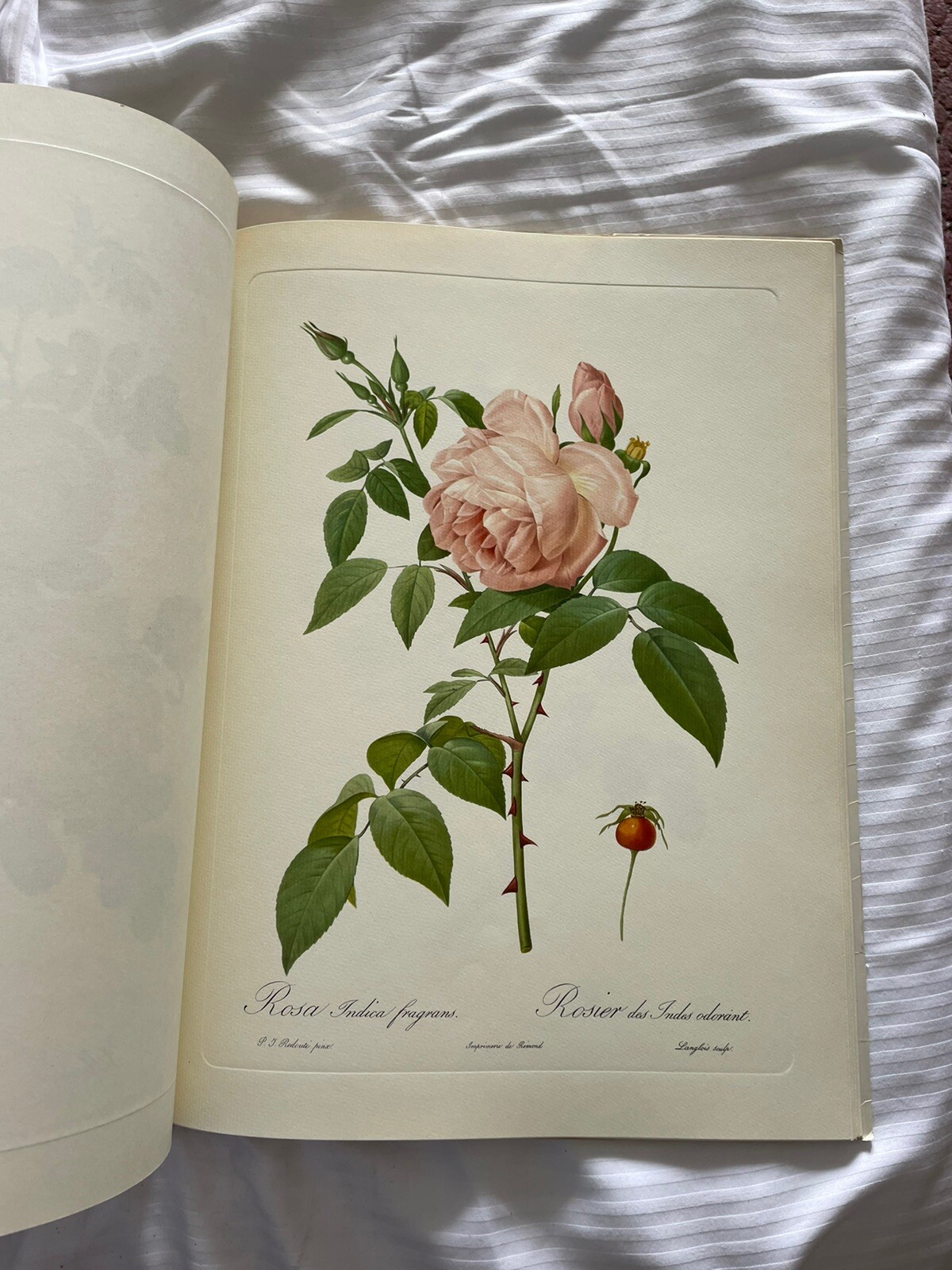 Roses, Pierre-Joseph Redoute, The Ariel Press Eva Mannering 1979 18 Plates