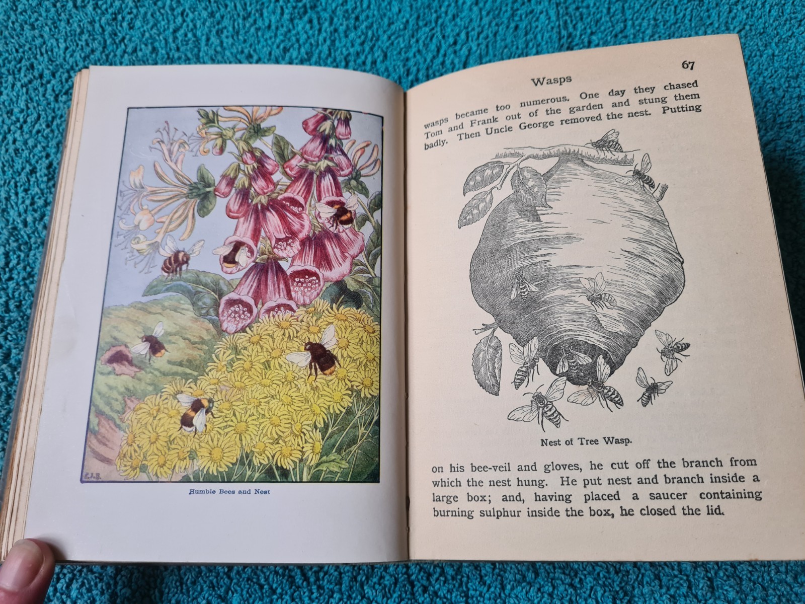 The Look About You Nature Book, Books 1 to 7 in one volume, T.C. & E.C. Jack