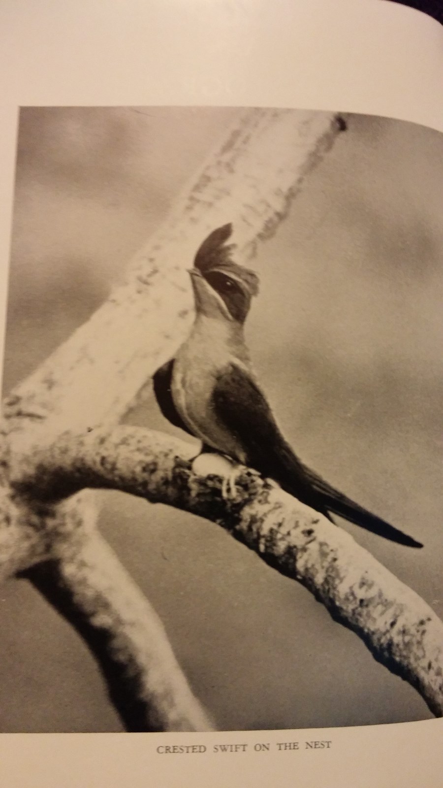 A Bird Photographer in India by EHN Lowther SC First Paperback Edition
