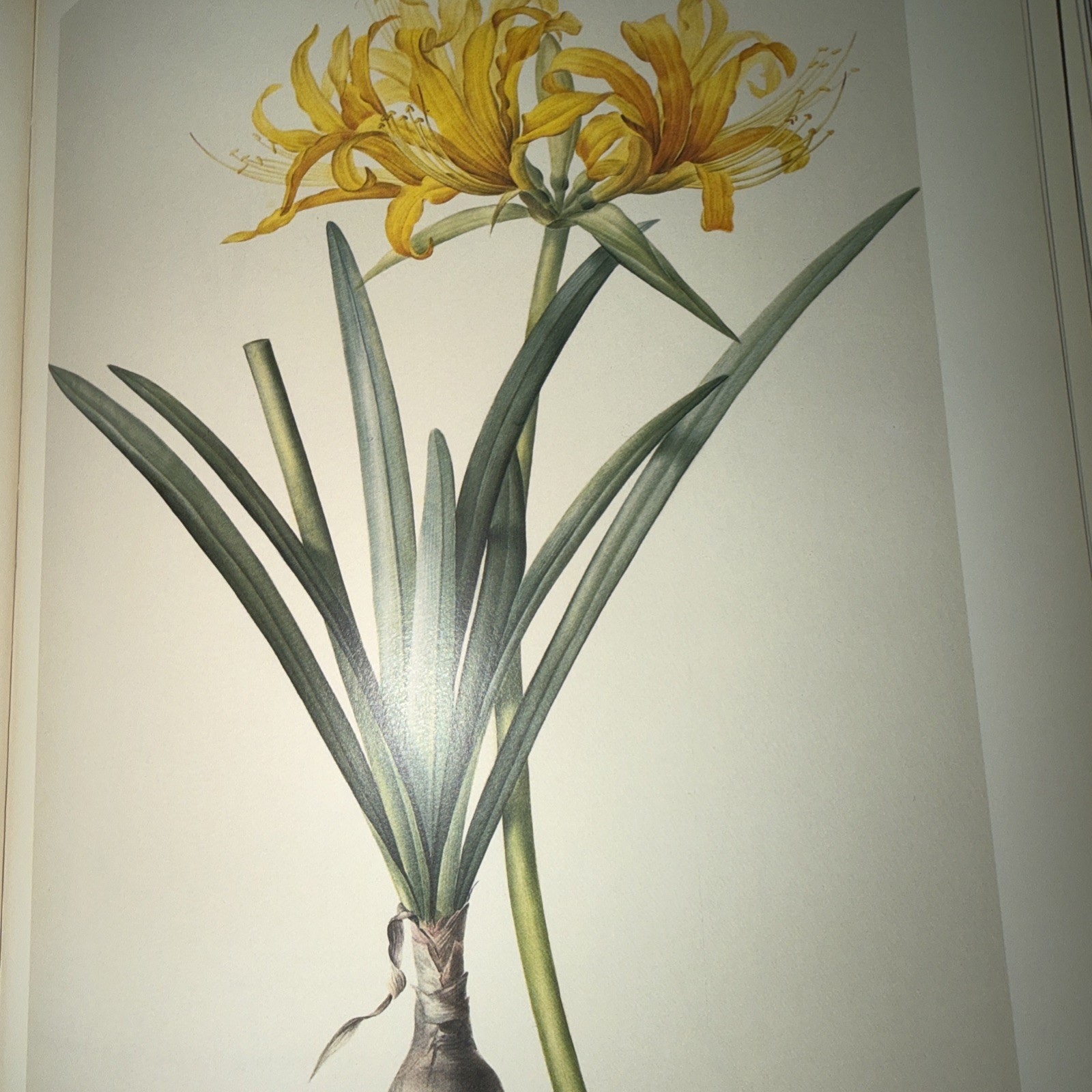 Pierre-Joseph Redoute’s Liliacees 1985 Sotheby’s New York