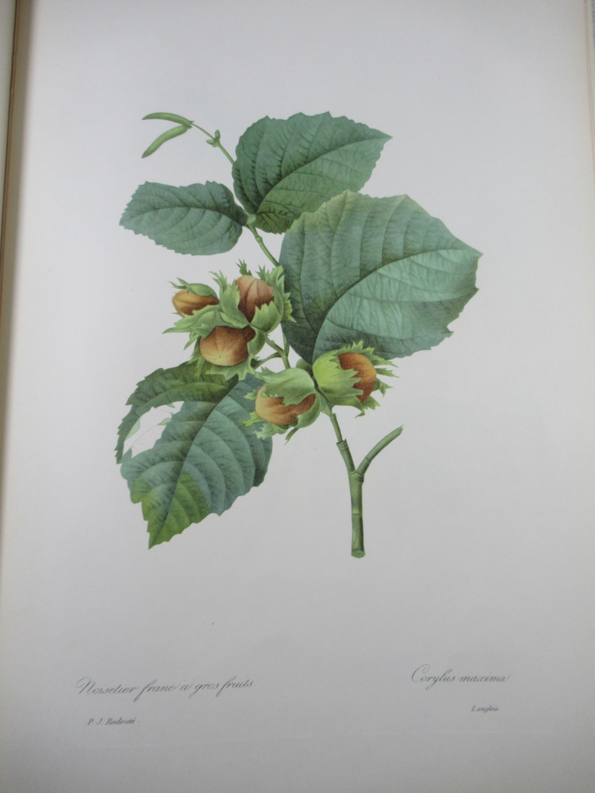 Pierre Joseph Redoute Fruits and Flowers – Ariel Press 1955 – 24 Large Plates