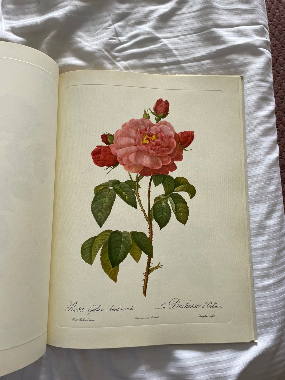 Roses, Pierre-Joseph Redoute, The Ariel Press Eva Mannering 1979 18 Plates