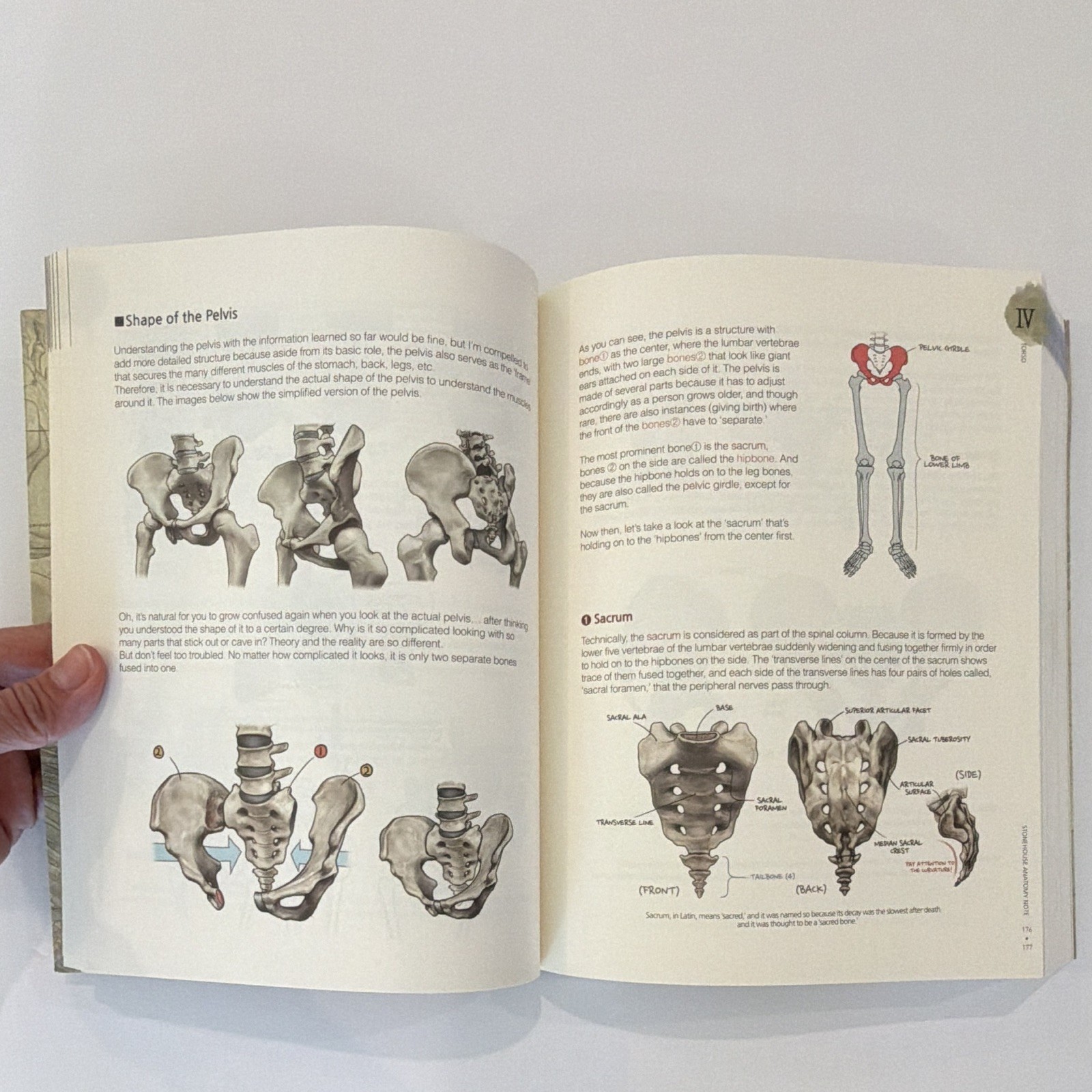 Stonehouse’s Anatomy by Jeonghyun Seok — Anatomy for Artists, English, Superani