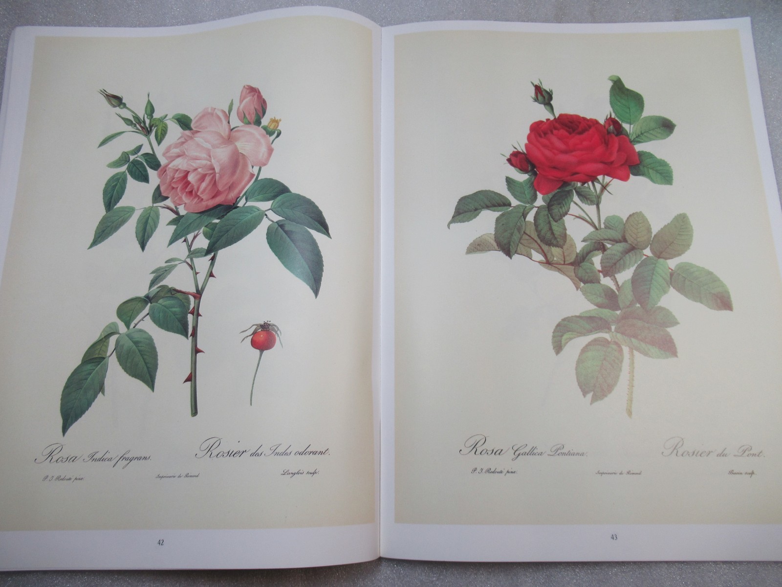 Pierre Joseph Redoute ROSEN – German Book of ROSE Paintings 1991 PB