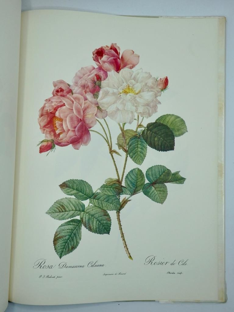 1959 1st Ed. – THE BEST OF REDOUTE’S ROSES Colour Flower Illustrated Ariel Press