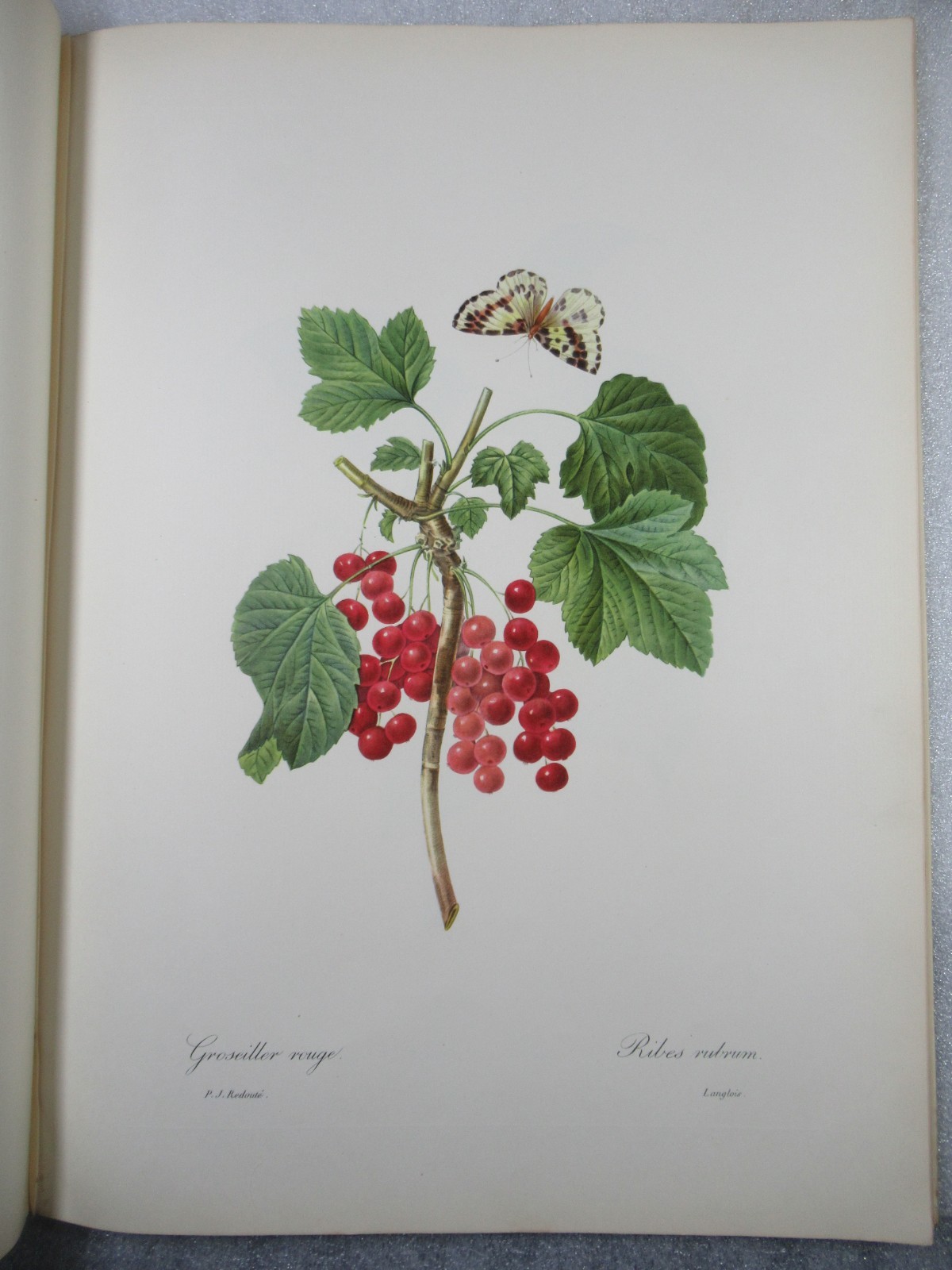 Pierre Joseph Redoute Fruits and Flowers – Ariel Press 1955 – 24 Large Plates