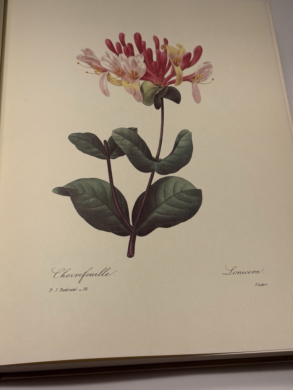 Beautiful Flowers & Fruits by Pierre Joseph Redoute; Renowned Botanical Prints