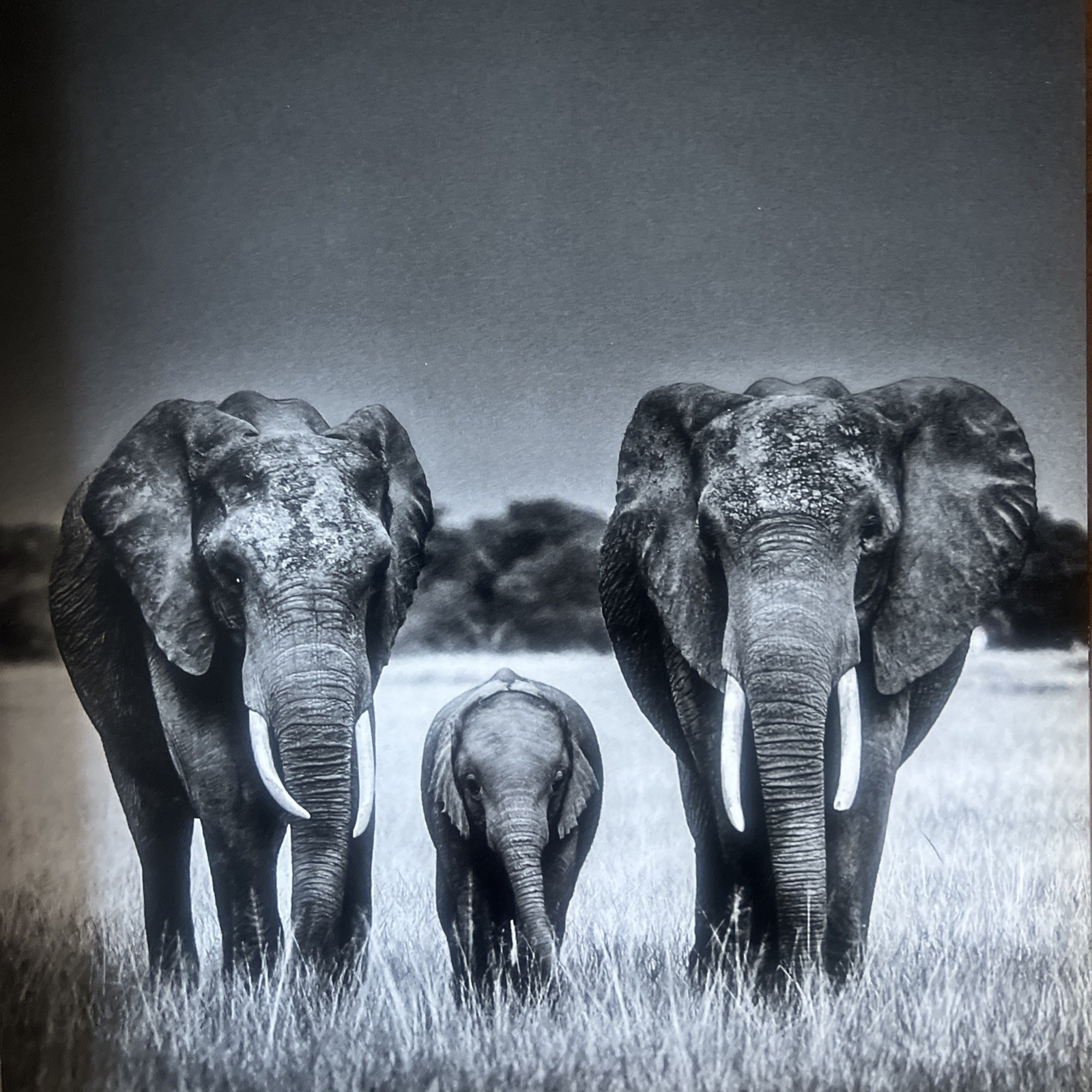 THE FAMILY ALBUM OF WILD AFRICA By Laurent Baheux – Hardcover teNeues DAMAGED