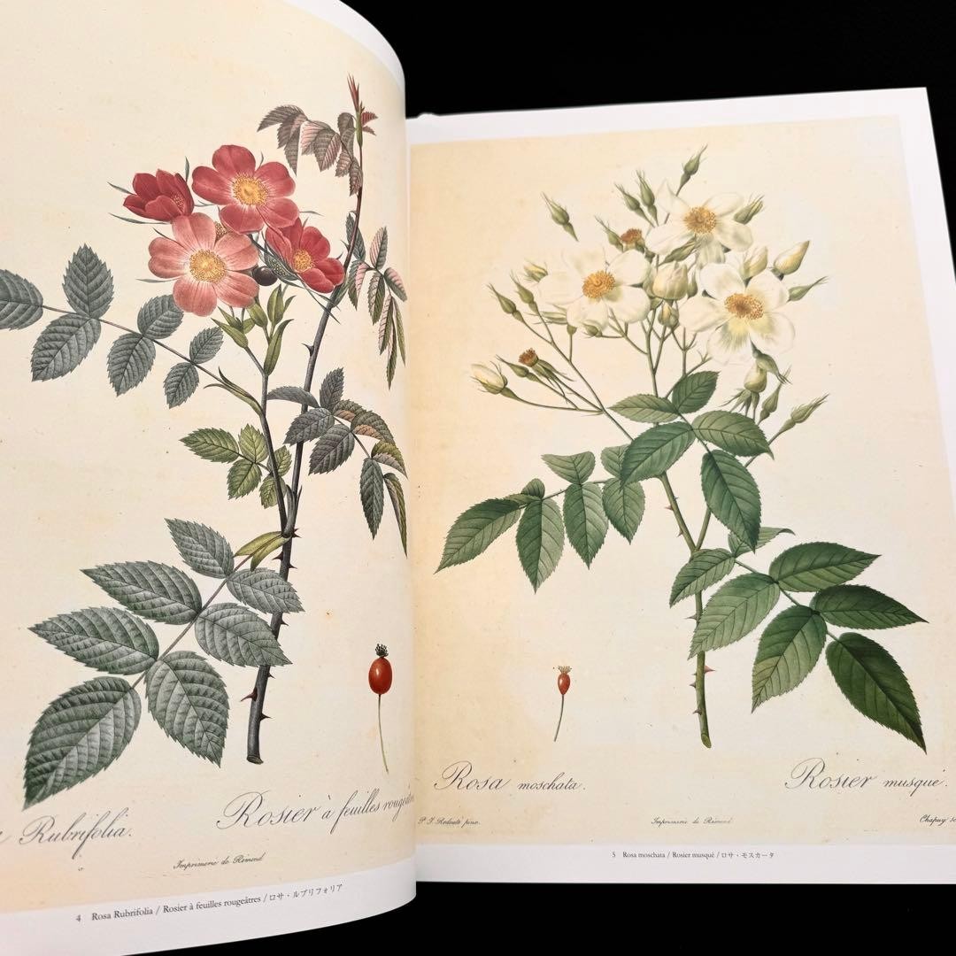 Pierre-Joseph Redoute Les Roses Botanical Art Book Rare 2008 Excellent