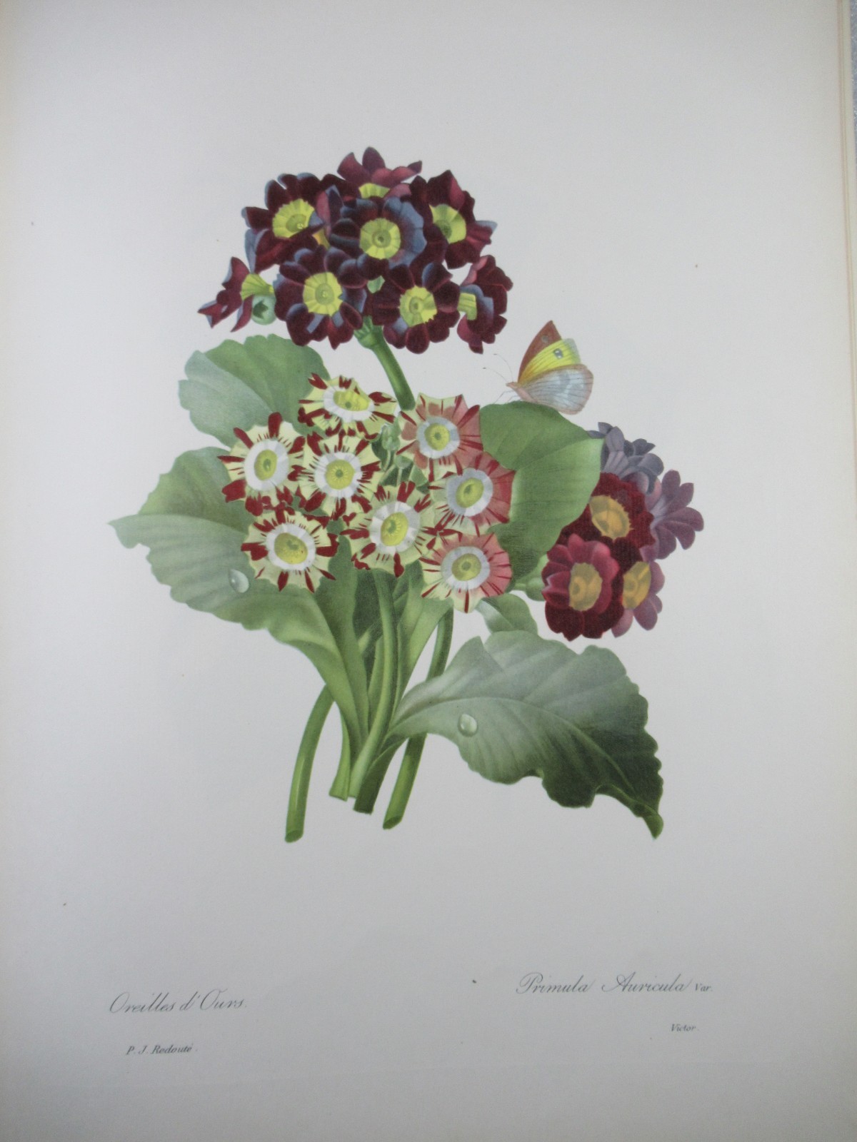 Pierre Joseph Redoute Fruits and Flowers – Ariel Press 1955 – 24 Large Plates