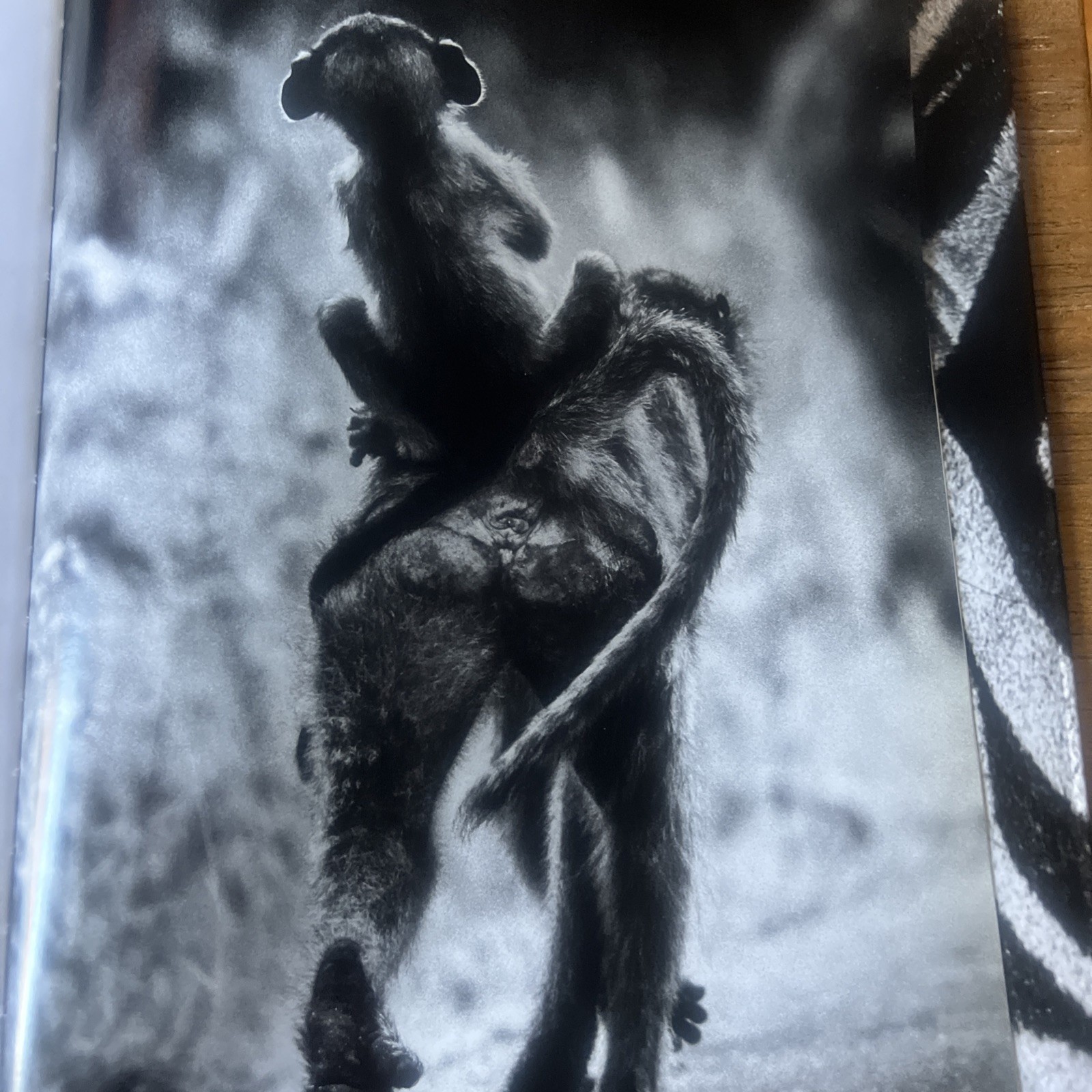 THE FAMILY ALBUM OF WILD AFRICA By Laurent Baheux – Hardcover teNeues DAMAGED