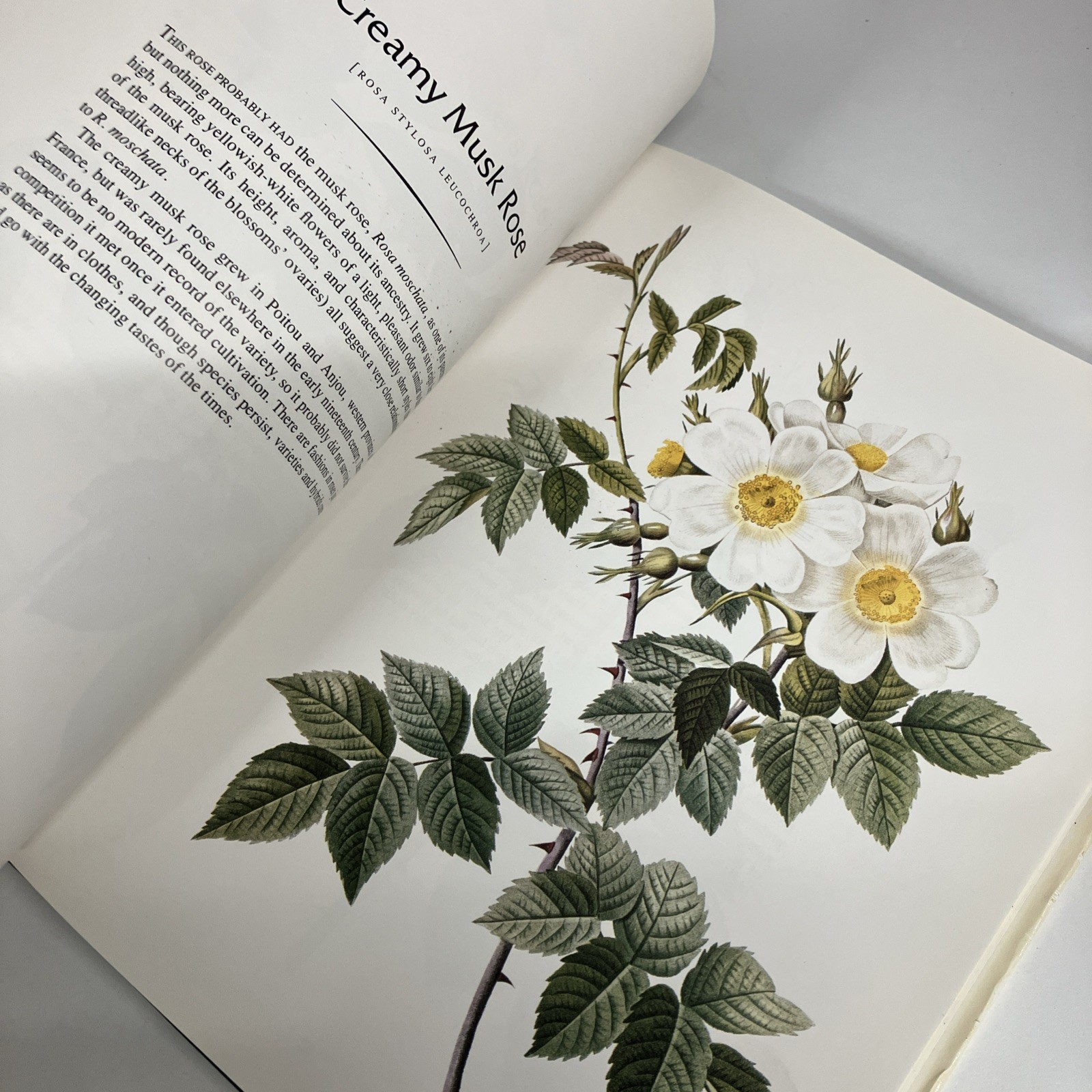 THE COMPLETE BOOK OF 169 REDOUTE ROSES By Pierre Joseph Redoute – Hardcover
