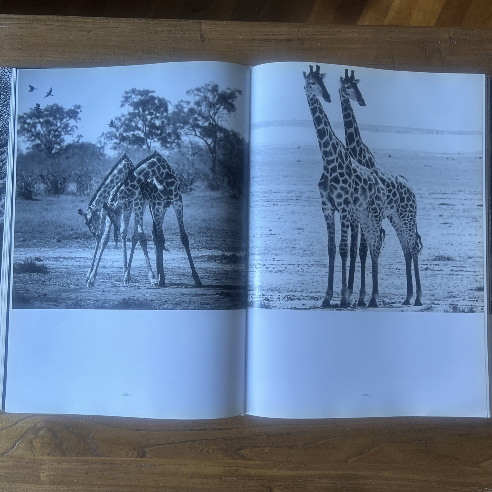 THE FAMILY ALBUM OF WILD AFRICA By Laurent Baheux – Hardcover teNeues DAMAGED