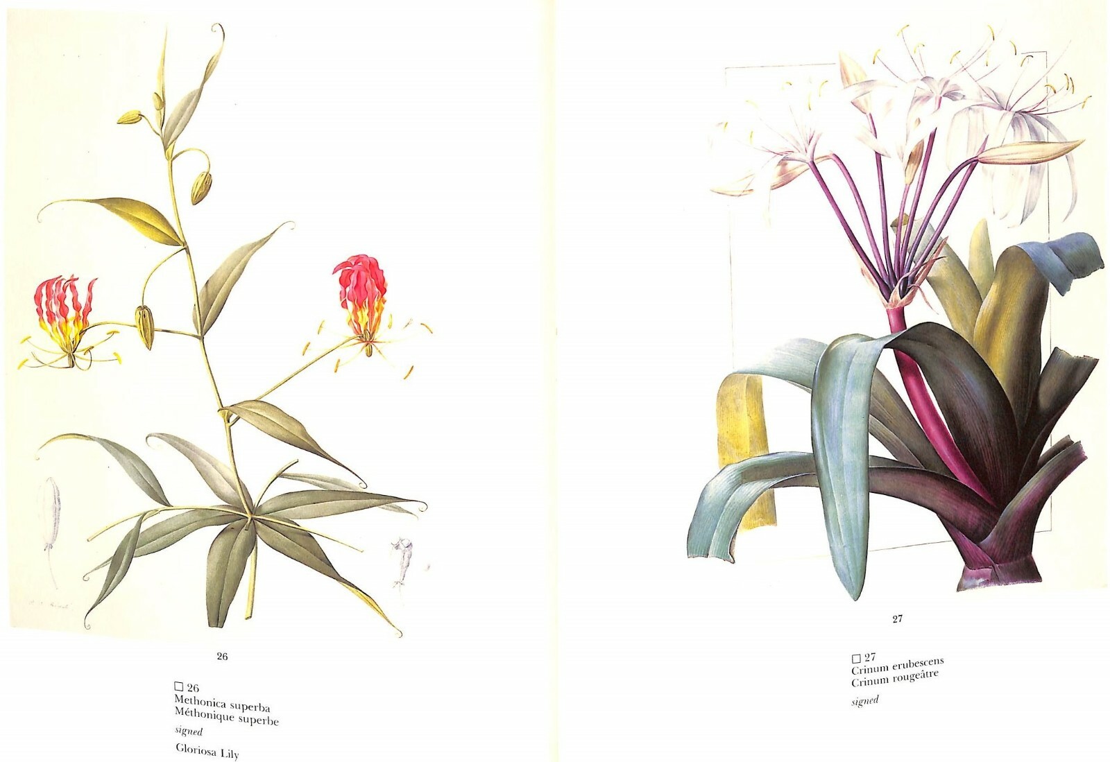 Pierre-Joseph Redoute’s Liliacees 1985 Sotheby’s New York