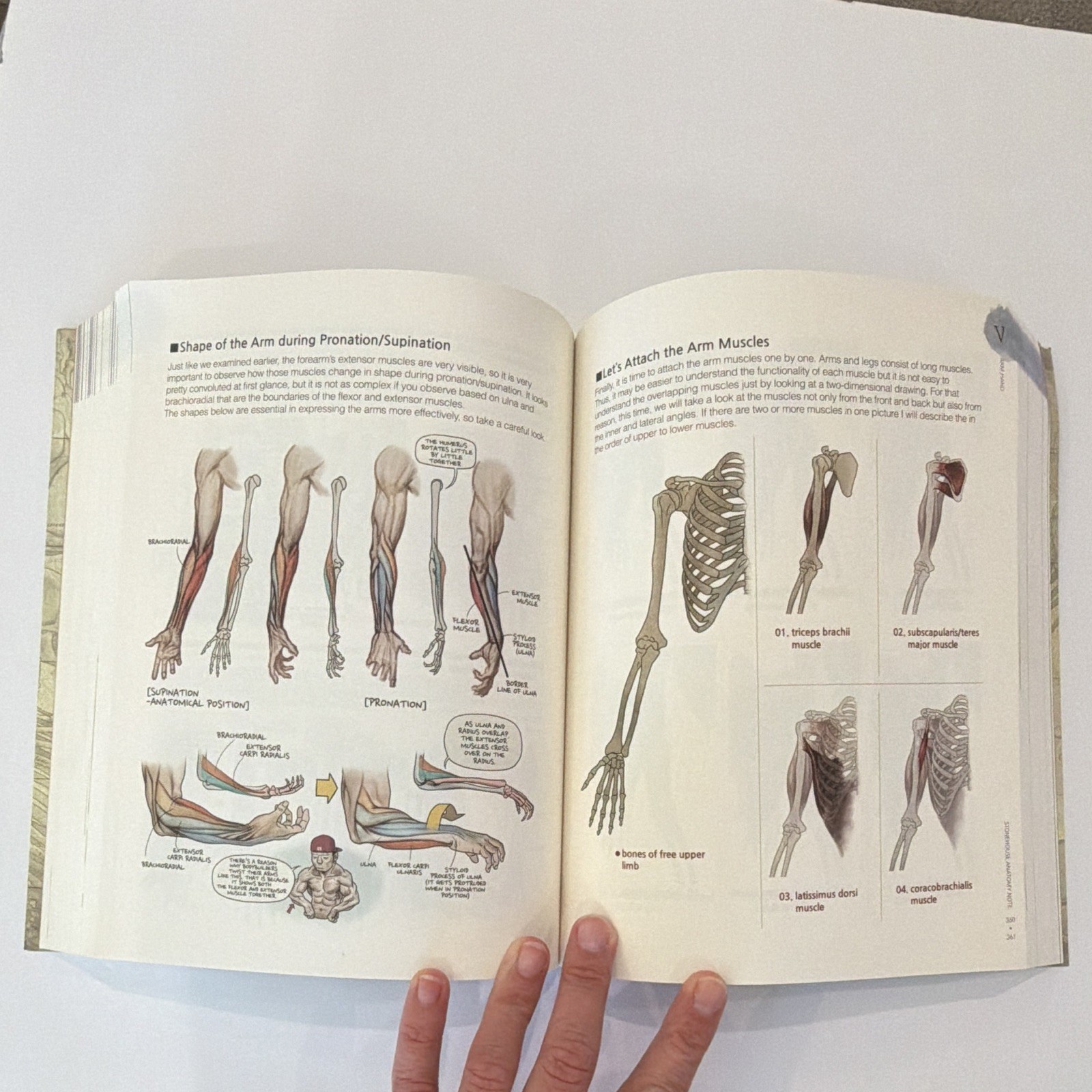 Stonehouse’s Anatomy by Jeonghyun Seok — Anatomy for Artists, English, Superani