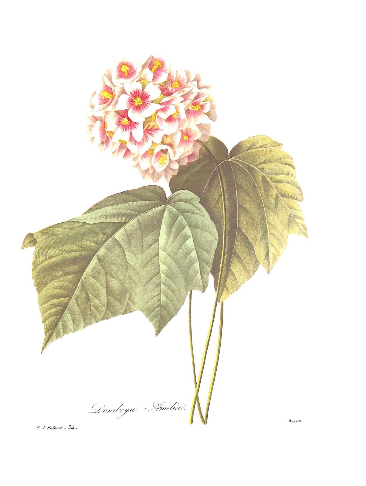 “Pierre Joseph Redoute The Most Beautiful Flowers” 1991 REDOUTE, Pierre Joseph