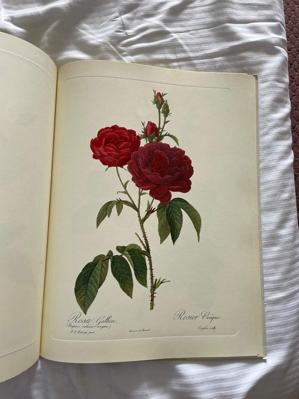 Roses, Pierre-Joseph Redoute, The Ariel Press Eva Mannering 1979 18 Plates
