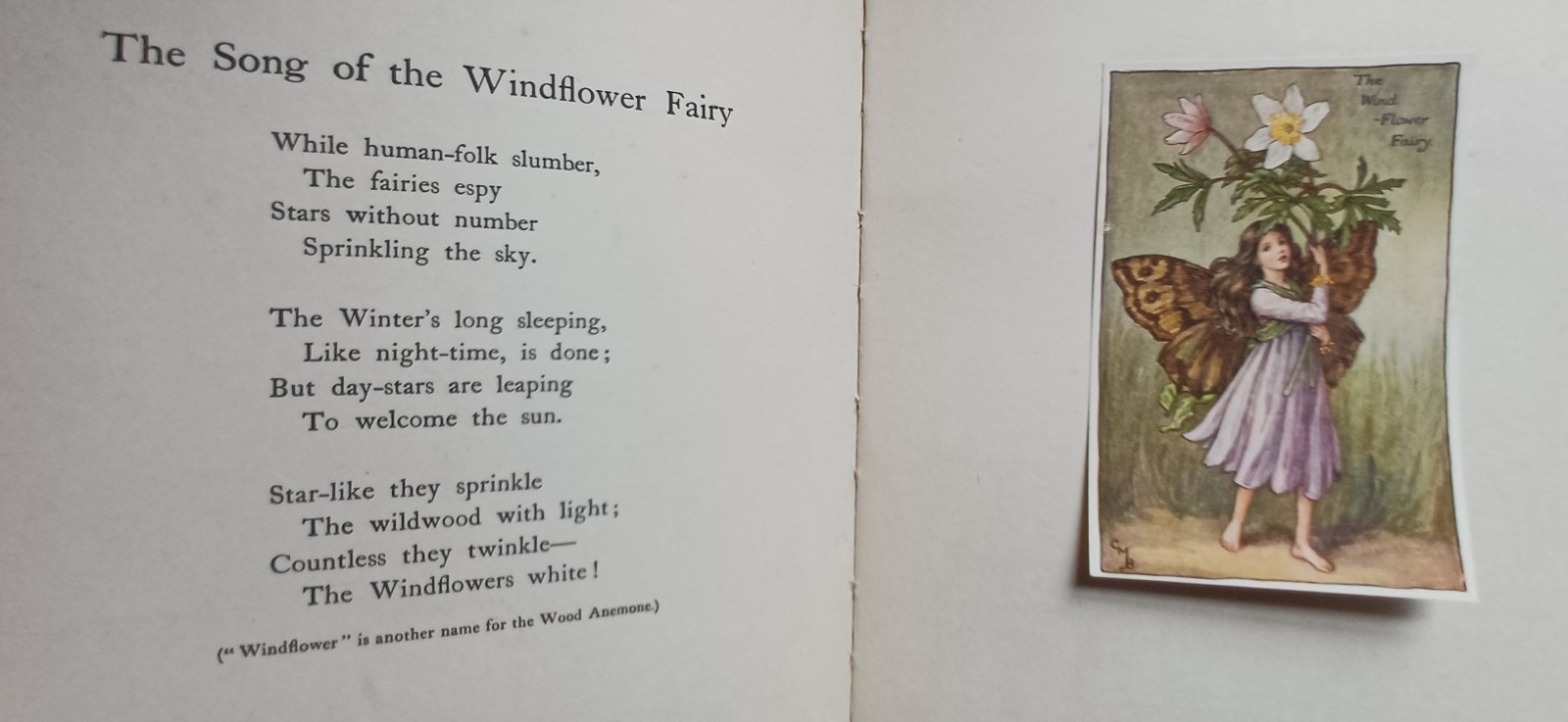 1st ed C1924 Cicely Mary Barker Flower fairies of the Spring music Tipped In