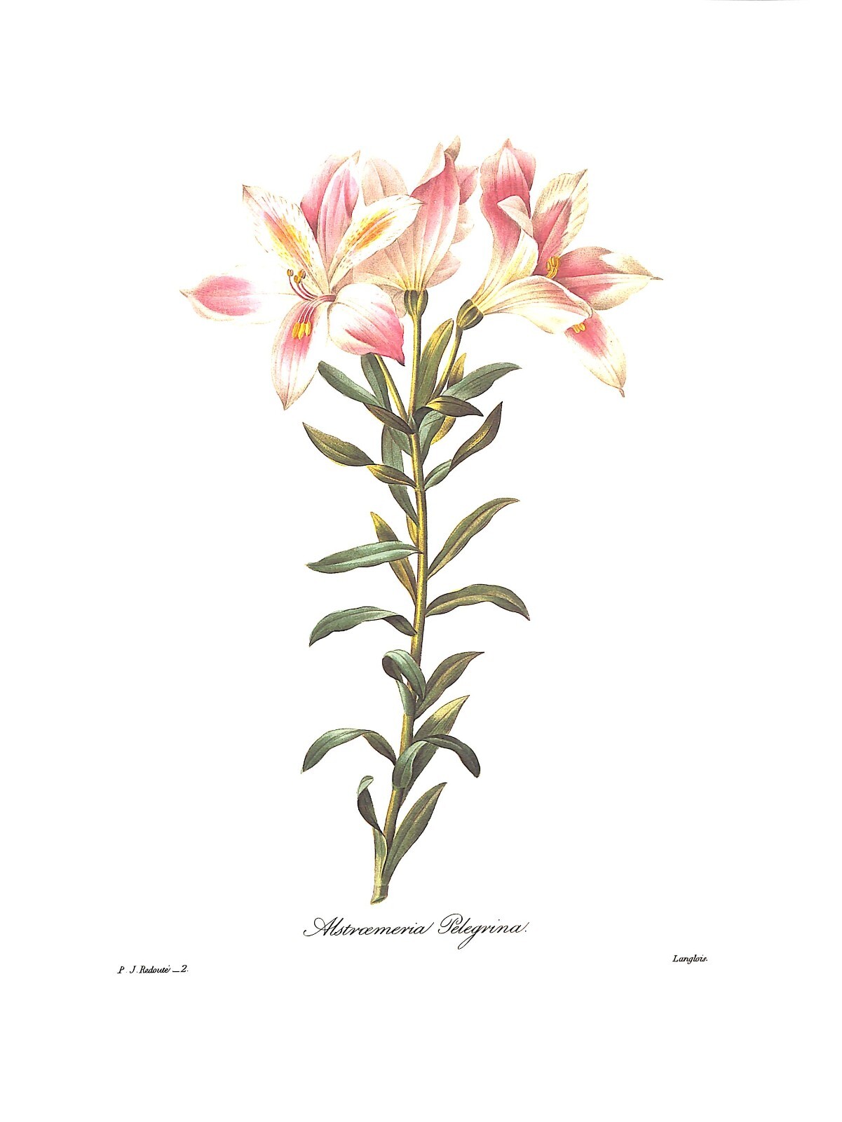 “Pierre Joseph Redoute The Most Beautiful Flowers” 1991 REDOUTE, Pierre Joseph