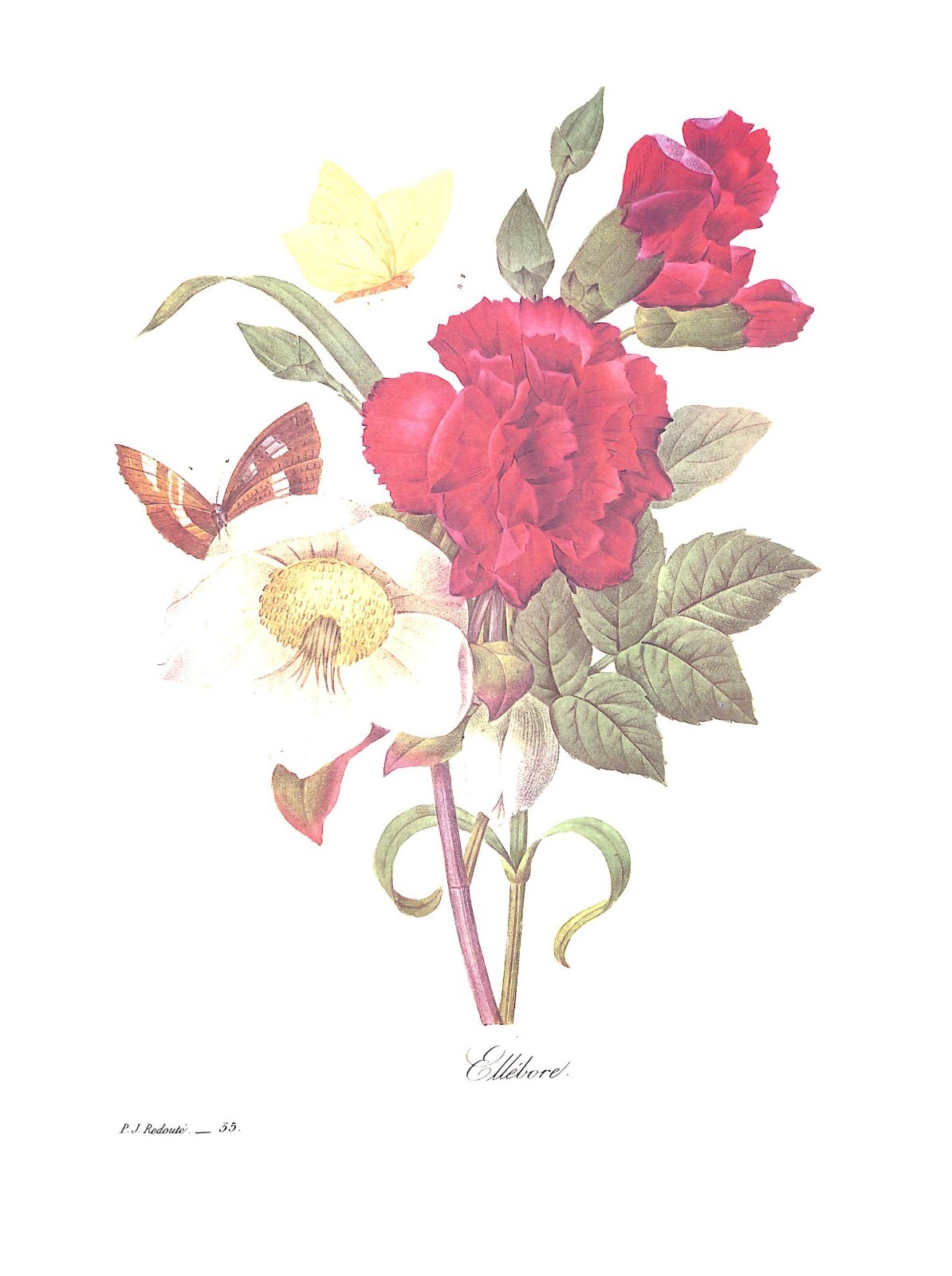 “Pierre Joseph Redoute The Most Beautiful Flowers” 1991 REDOUTE, Pierre Joseph