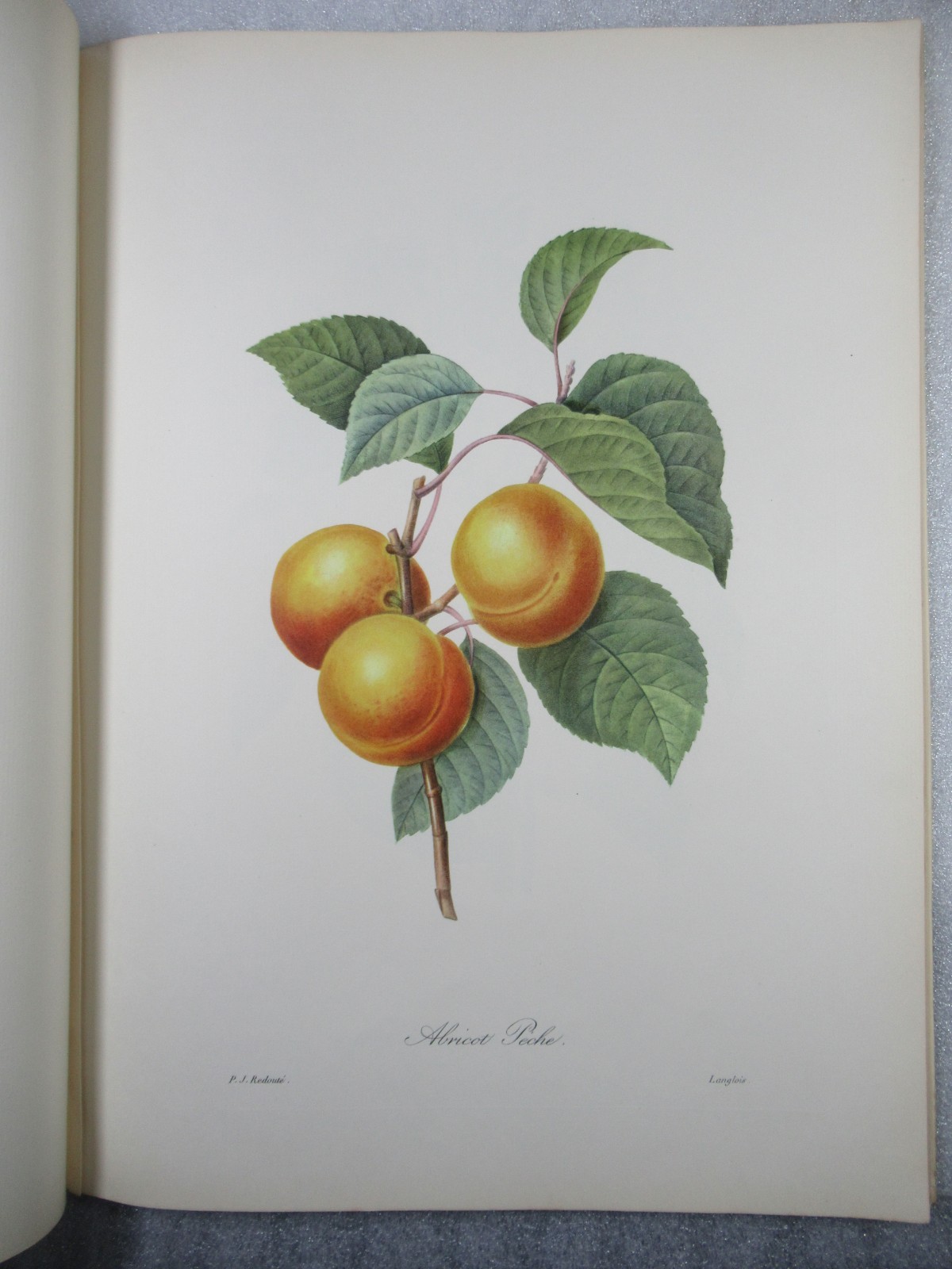 Pierre Joseph Redoute Fruits and Flowers – Ariel Press 1955 – 24 Large Plates