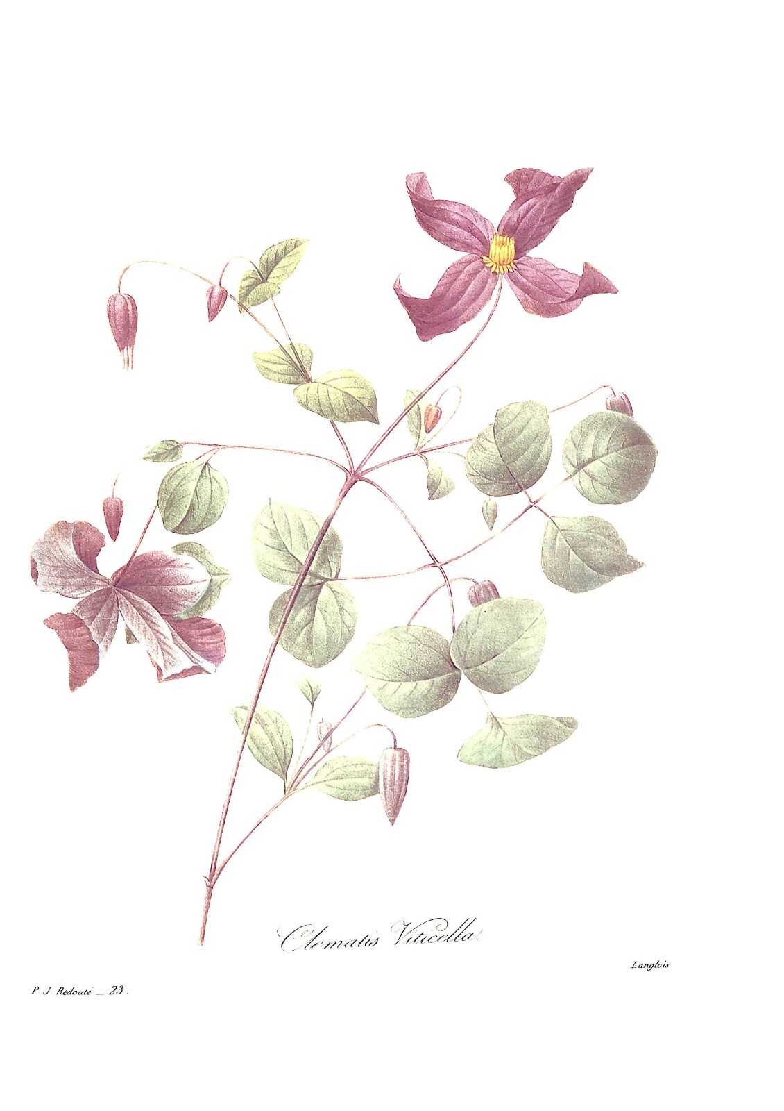 “Pierre Joseph Redoute The Most Beautiful Flowers” 1991 REDOUTE, Pierre Joseph
