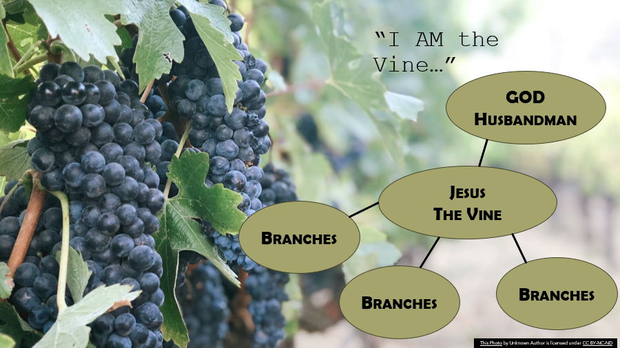 Becoming a Fruit-Bearing Christian | Vine and Branches Illustration